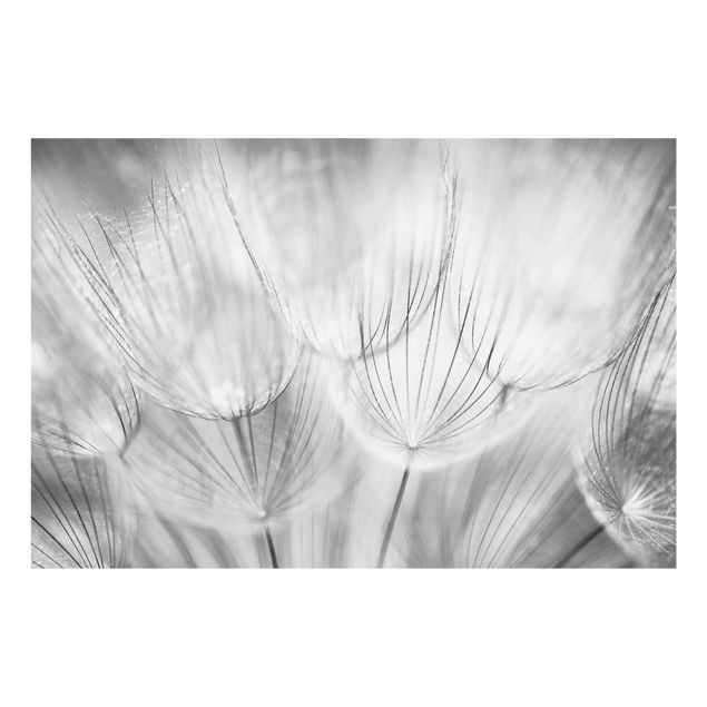 Glass Splashback - Dandelions Macro Shot In Black And White - Landscape 2:3