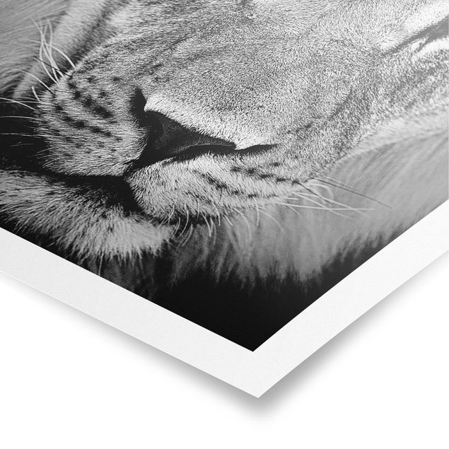 Black and white poster prints Old Lion