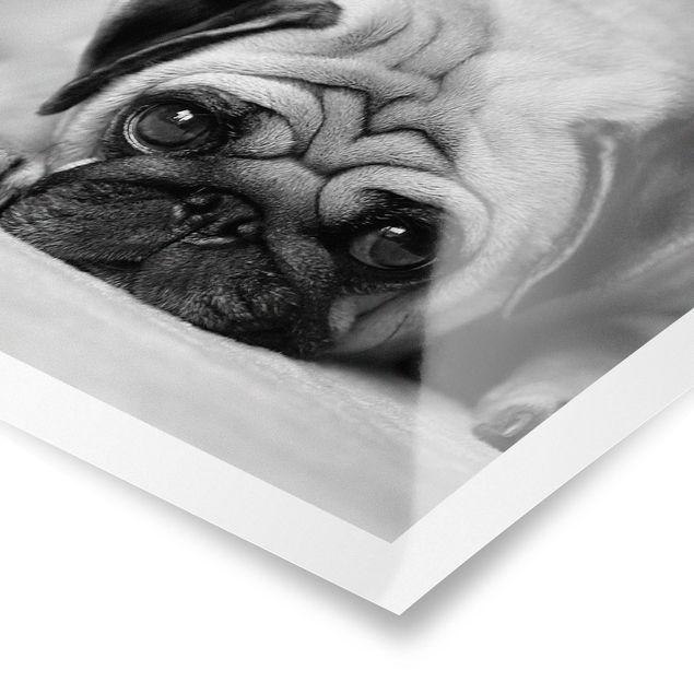 Contemporary art prints Pug Loves You II