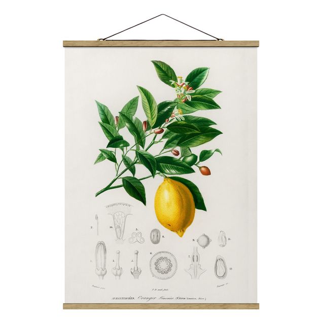 Floral prints Botany Vintage Illustration Of Lemon
