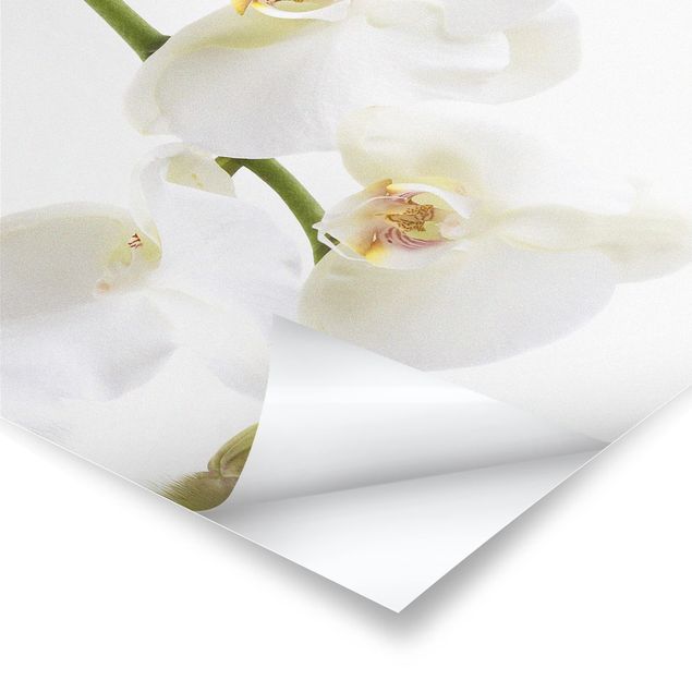 Prints White Orchid Waters
