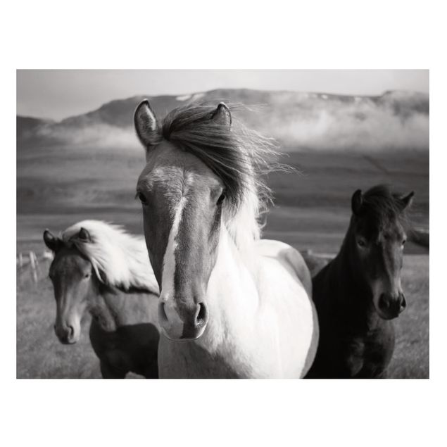 Horse prints Wild Horses Black And White