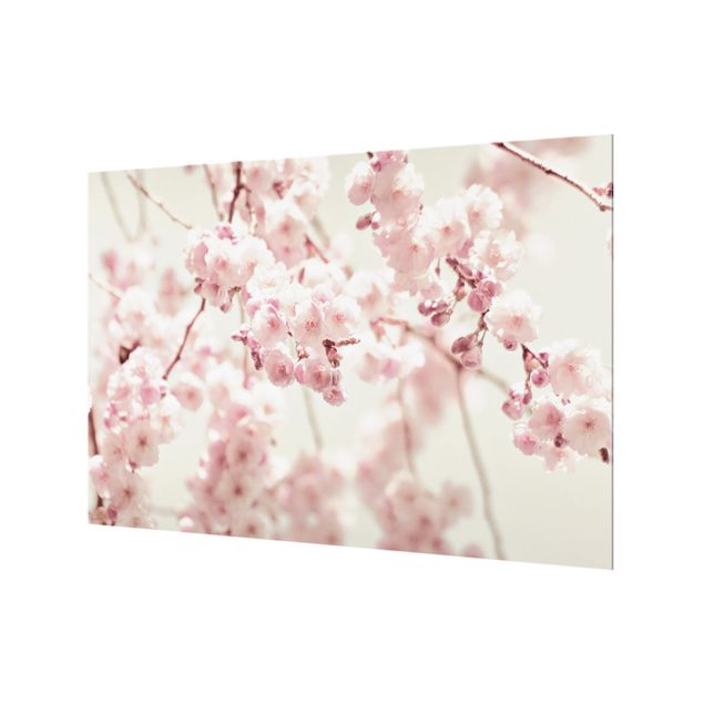 Splashback - Dancing Cherry Blossoms - Landscape format 3:2