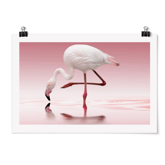 Posters animals Flamingo Dance