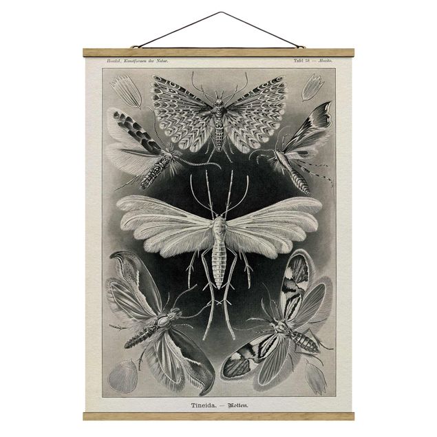 Animal wall art Vintage Board Moths And Butterflies