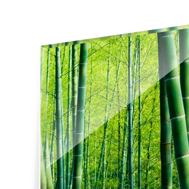 Glass Splashback - Bamboo Forest - Panoramic