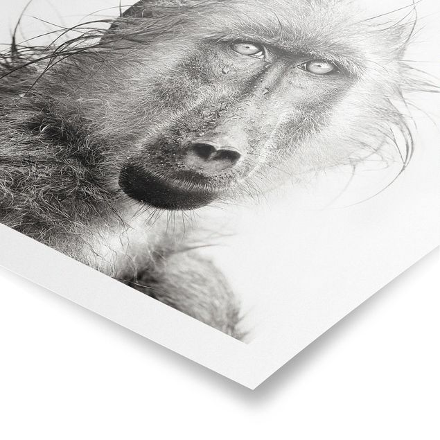 Poster black white Crying Baboon