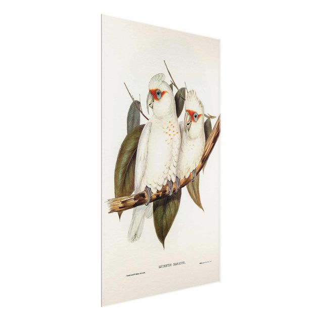 Prints flower Vintage Illustration White Cockatoo