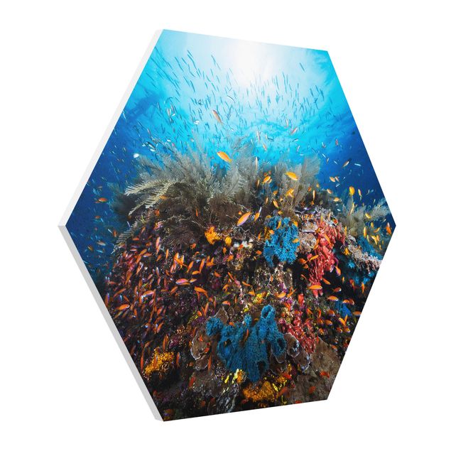 Animal canvas Lagoon Underwater