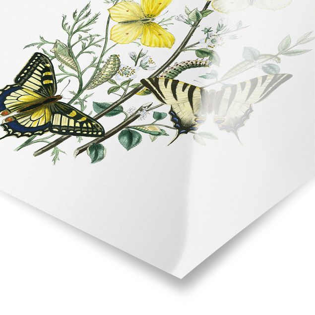 Prints floral British Butterflies III