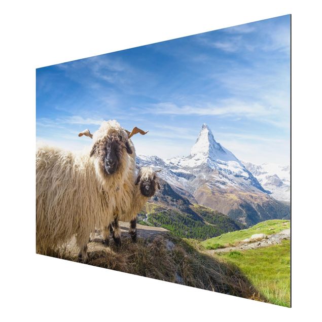 Mountain prints Blacknose Sheep Of Zermatt