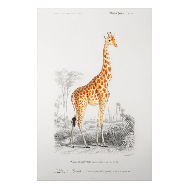 Giraffe canvas Vintage Board Giraffe