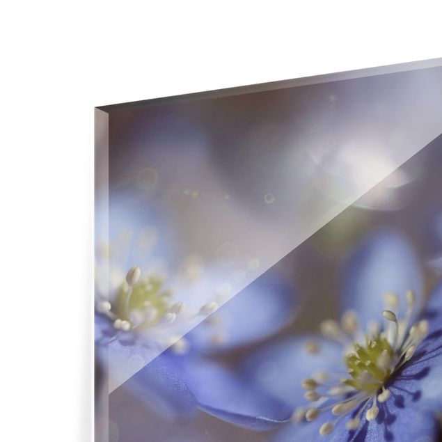 Glass Splashback - Anemones In Blue - Landscape 2:3