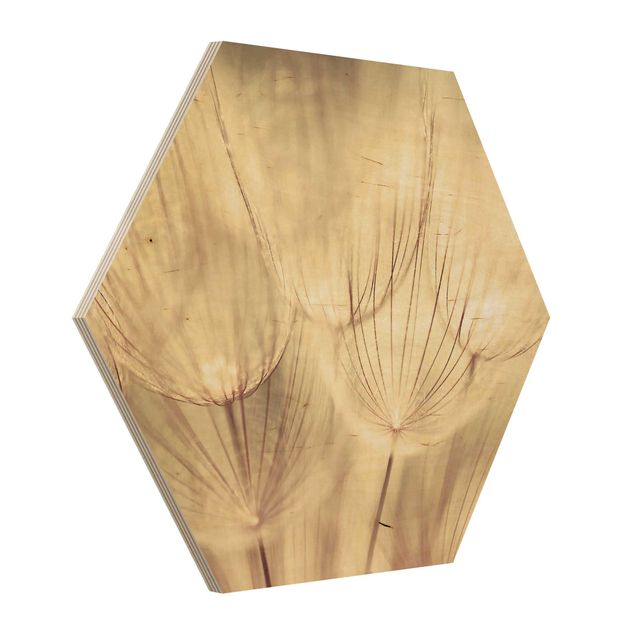 Wood photo prints Dandelions Close-Up In Cozy Sepia Tones
