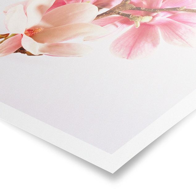 Prints pink Magnolia Blossoms