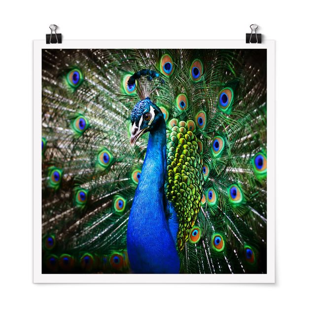 Prints modern Noble Peacock