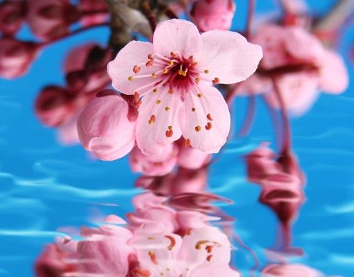 Adhesive films Cherry Blossom