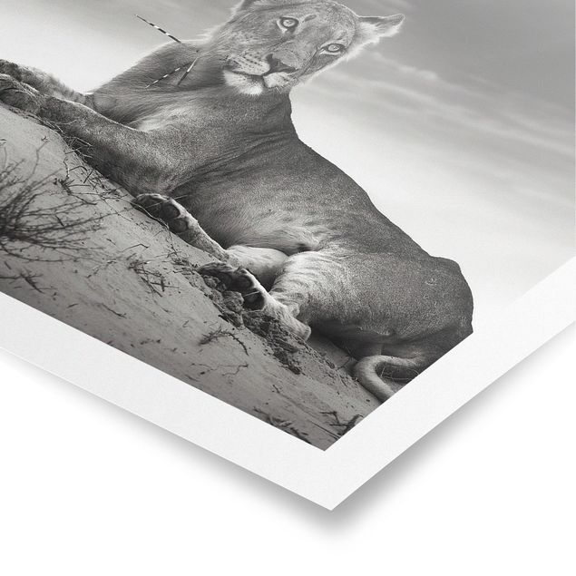 Black and white poster prints Resting Lion