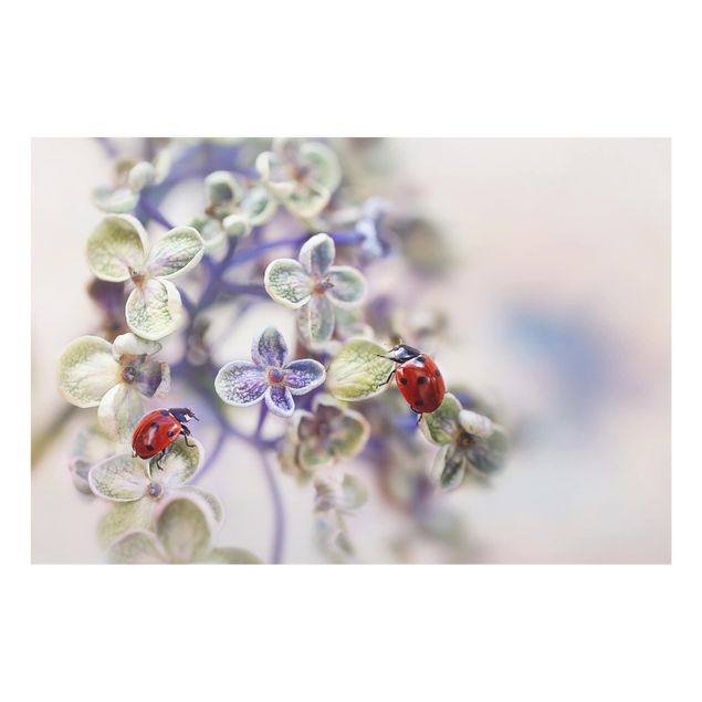 Glass splashback kitchen Ladybugs In The Garden