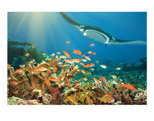 Window stickers animals Coral reef
