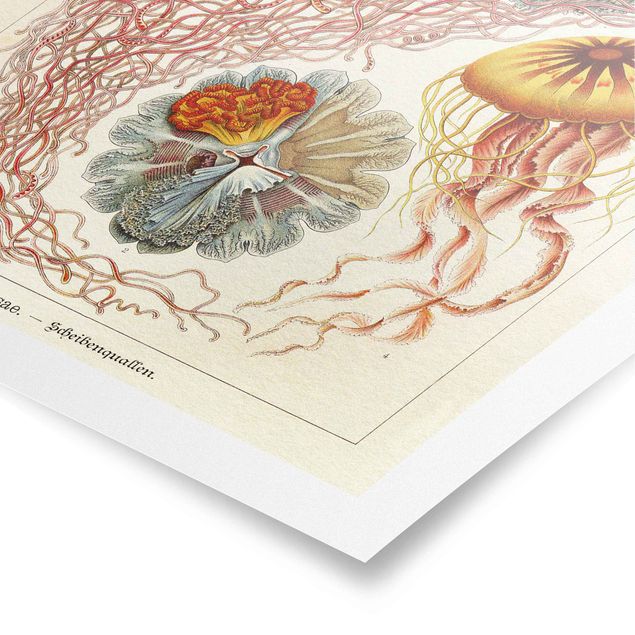 Red canvas wall art Vintage Board Jellyfish
