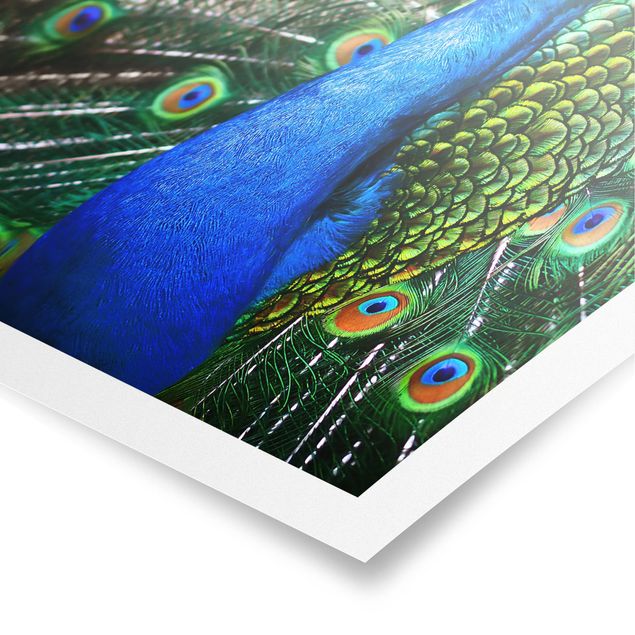 Prints blue Noble Peacock