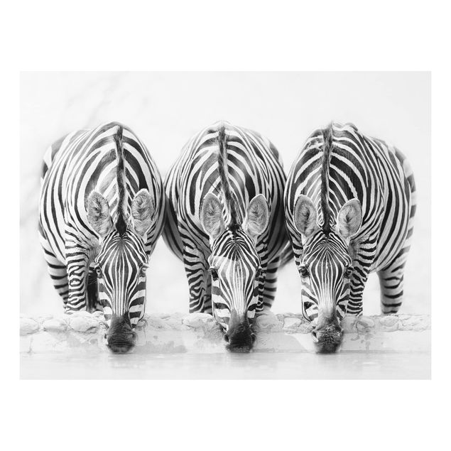 Zebra wall print Zebra Trio In Black And White
