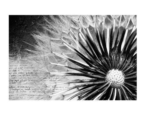 Window stickers flower Dandelion Black & White