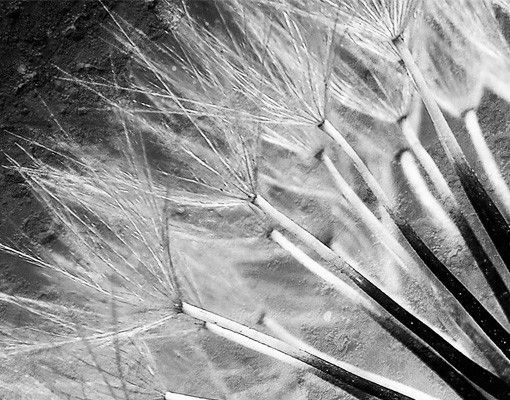 Film adhesive Dandelion Black & White