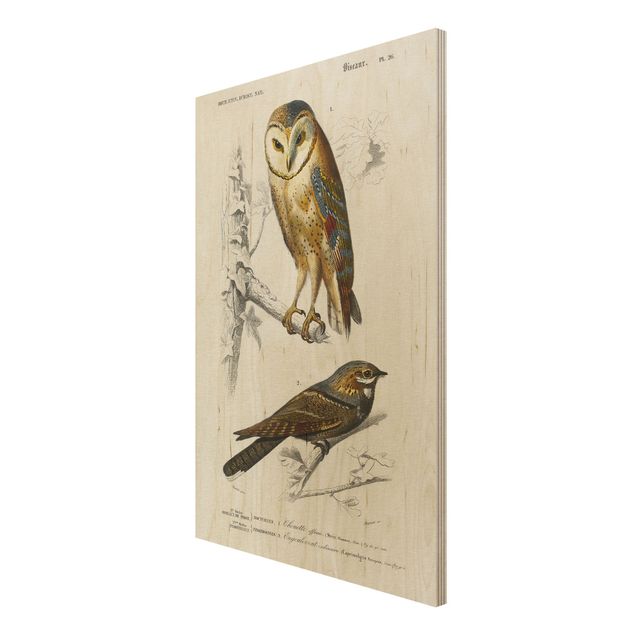 Prints Vintage Board Owl And Swallow