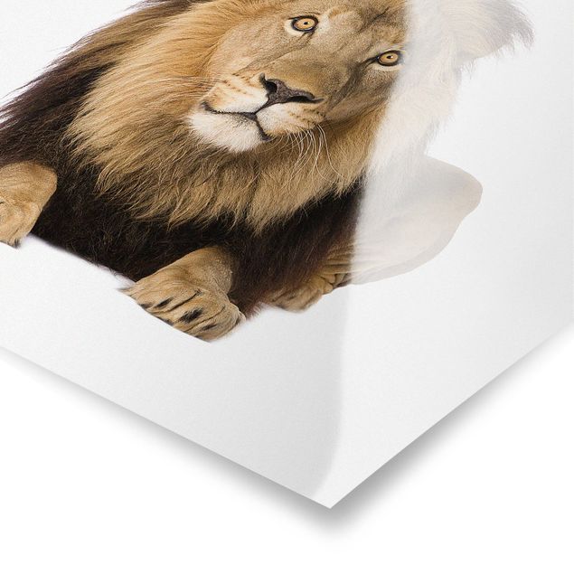 Posters animals King Lion ll