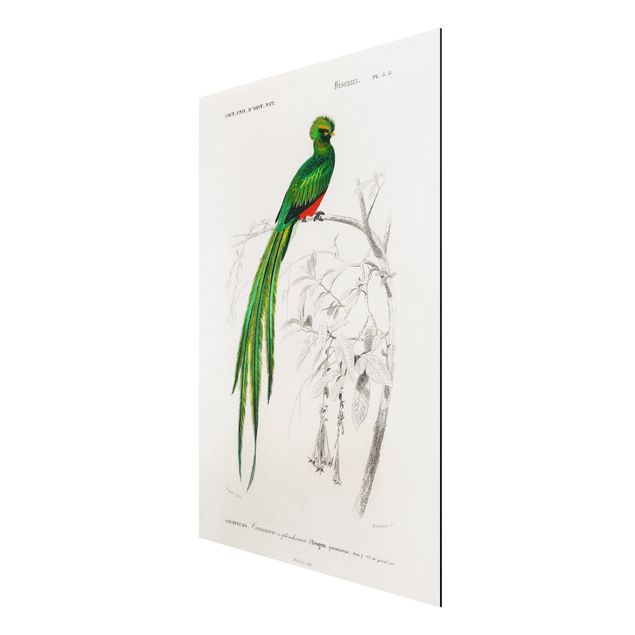 Prints animals Vintage Board Tropical Bird I