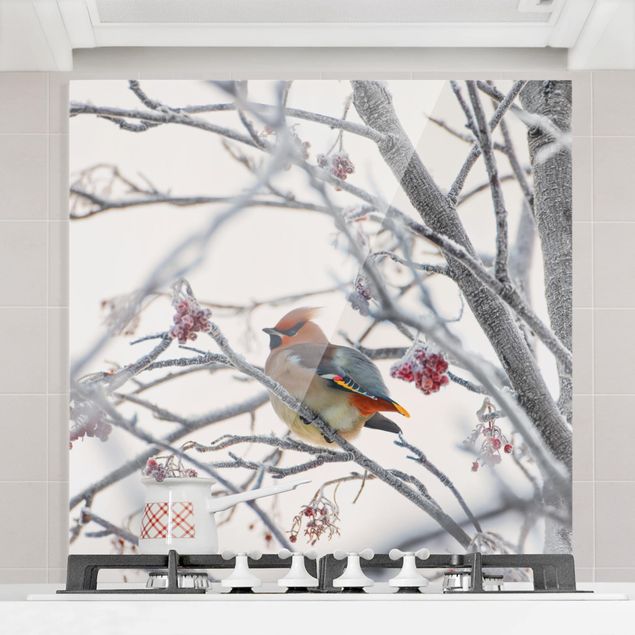 Kitchen Waxwing In Tree