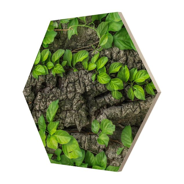 Wooden hexagon - Ivy Tendrils Tree Bark