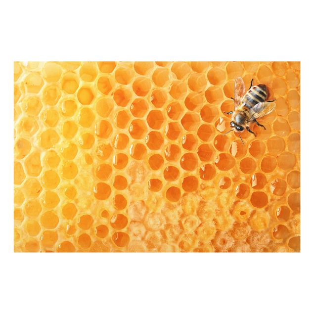 Glass Splashback - Honey Bee - Landscape 2:3