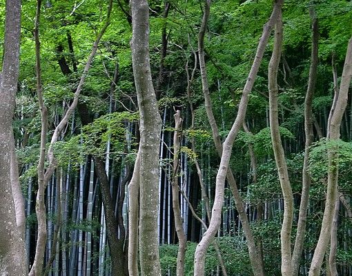 Adhesive films Japanese Forest