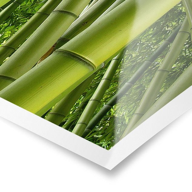 Posters landscape Bamboo Trees