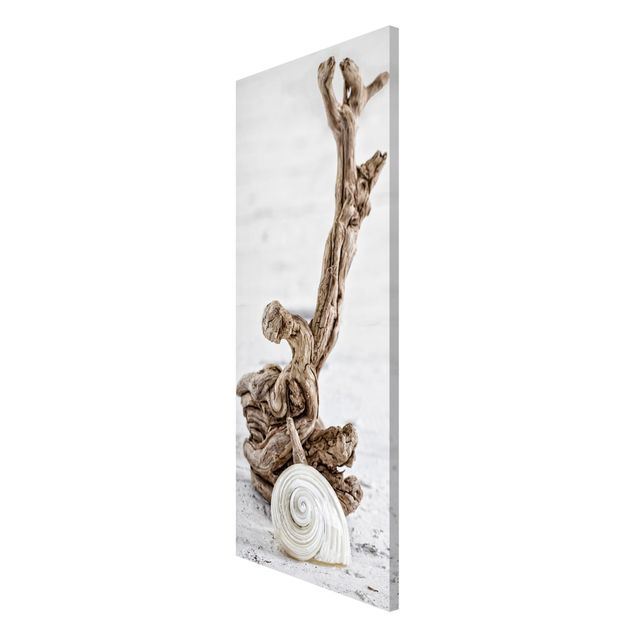 Beach prints White Snail Shell And Root Wood