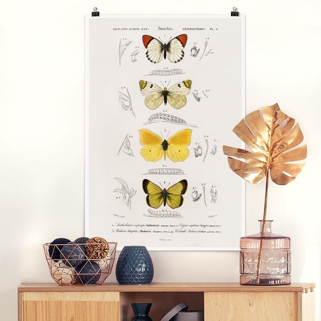Kitchen Vintage Board Butterflies II