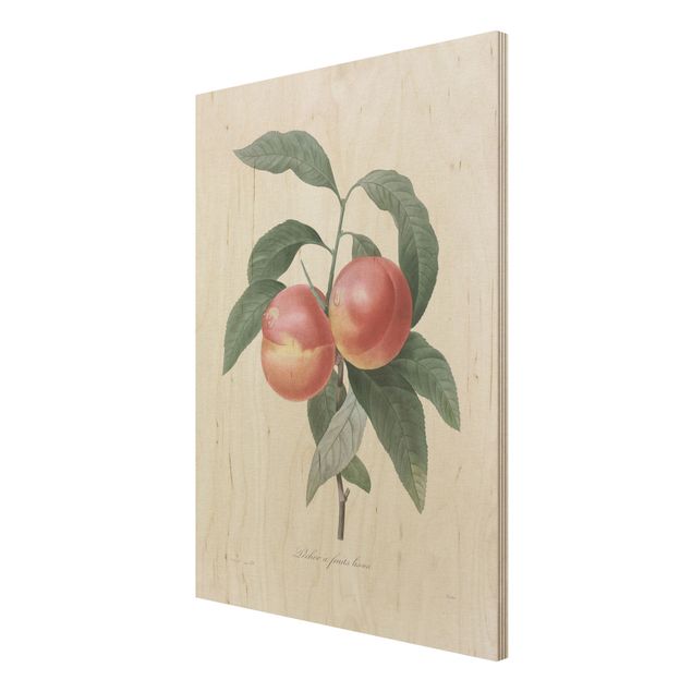 Wood prints vintage Botany Vintage Illustration Peach