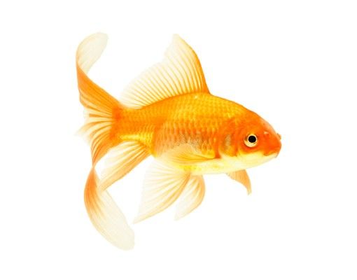 Window stickers animals Ms Goldfish