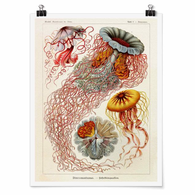 Retro prints Vintage Board Jellyfish