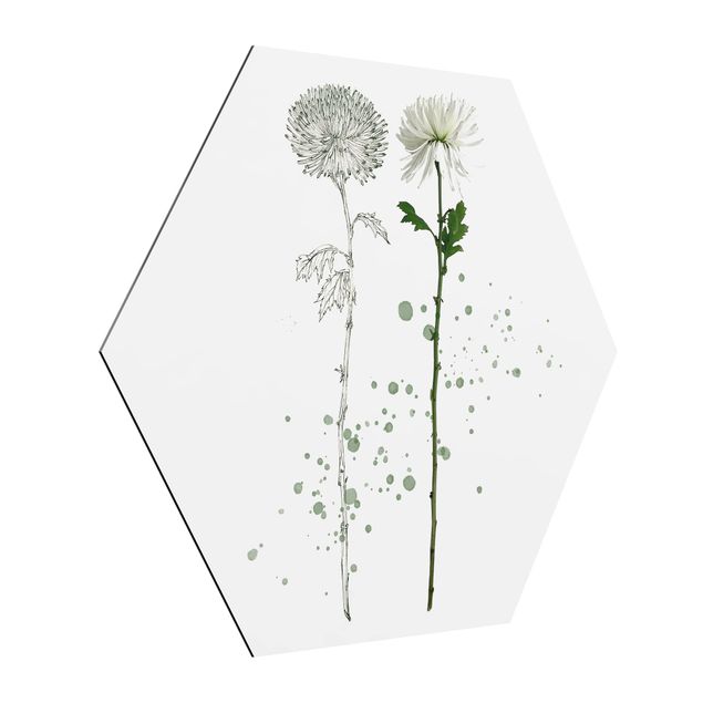 Prints flower Botanical Watercolour - Dandelion