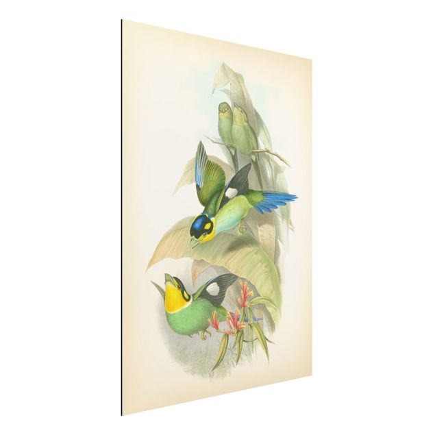 Kitchen Vintage Illustration Tropical Birds