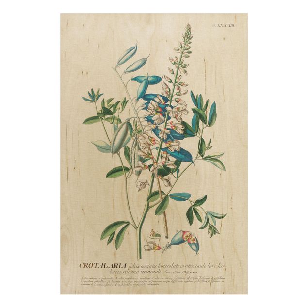 Wood prints flower Vintage Botanical Illustration Legumes