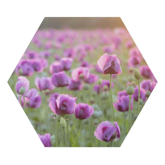 Prints modern Purple Poppy Flower Meadow In Spring