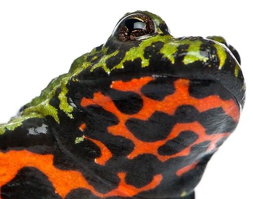 Film adhesive Fire-bellied Toad