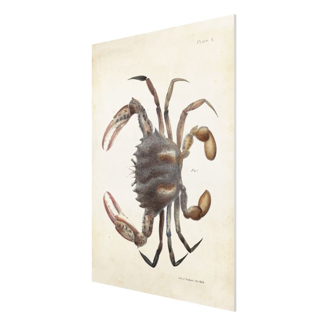 Prints animals Vintage Illustration Crab