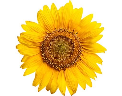 Flower window clings Sunflowerblossom