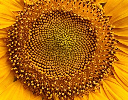Adhesive films Sunflowerblossom